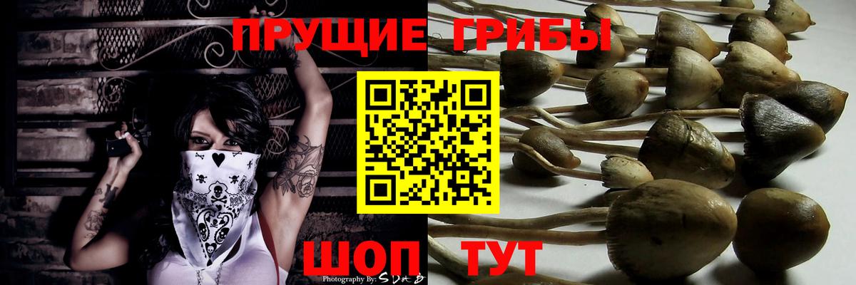 Галлюциногенные грибы Psilocybine cubensis Урюпинск